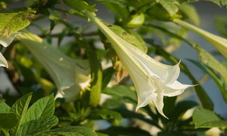 Brugmansia, from which scopolamine is extracted.