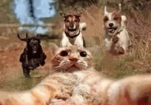 cat taking selfie of being chased by dogs