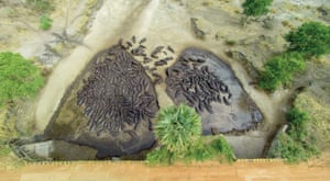 Aerial photograph of hippos and crocodiles vying for territory in the Katavi national park, Tanzania.