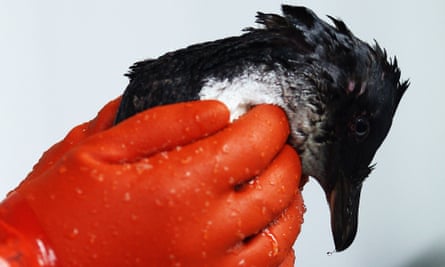 Hands with plastic gloves holding an oil-soaked penguin after the Rena container-ship oil spill