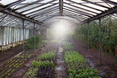 A huge greenhouse at Fern Verrow