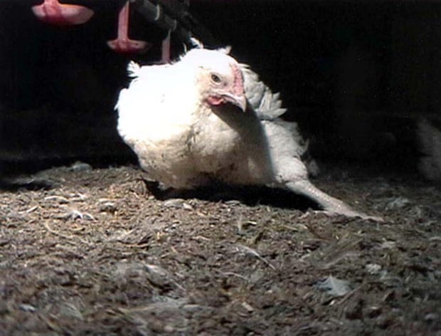 Broiler chickens, which are reared specifically for their meat, often suffer lameness due to overcrowding.
