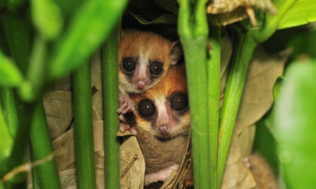 Goodman's mouse lemur (Microcebus lehilahytsara) pair in nest in Masoala National Park, Madagascar. This lemur species was only described by scientists in 2005. It is considered Vulnerable by the IUCN Red List.