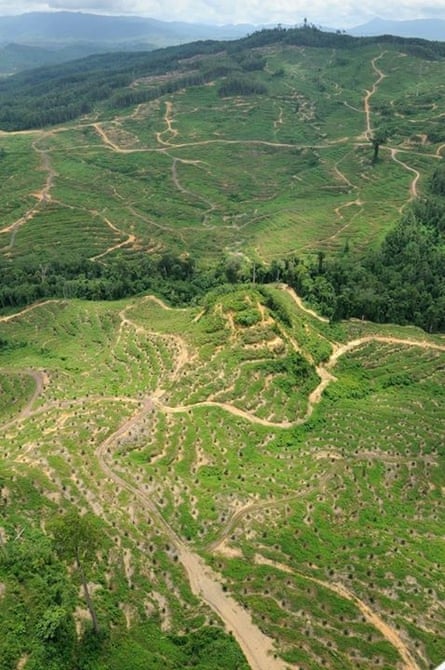 Palm oil landscape