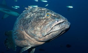 A spotted black grouper in the waters of the Kermadec Islands off of New Zealand's northeast coast.