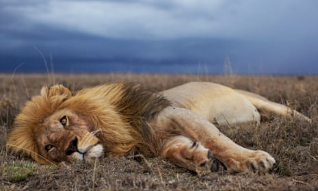 Craig Packer: 'Cecil the lion's killer was unlucky and not altogether to  blame', Wildlife
