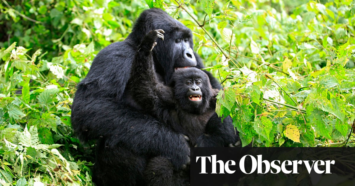 mountain gorillas thriving but a new threat is looming