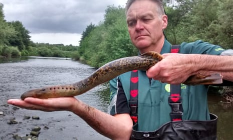Industrial pollution drove the lamprey out of many of Britain’s rivers. 