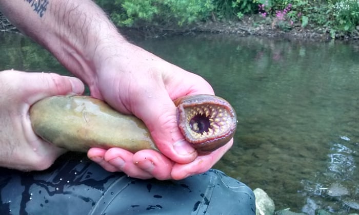 Older than the dinosaurs: Lamprey fish return to UK rivers after 200 years | Environment | The Guardian