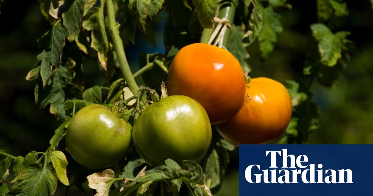 What Do I Do With Green Tomatoes Life And Style The Guardian