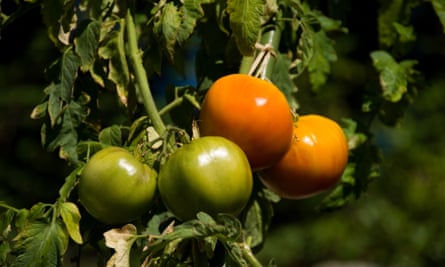 Tomatoes ripening on the vine