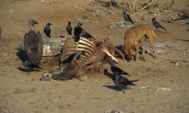 Diclofenac-tainted carcasses caused an unprecedented decline in vulture numbers.
