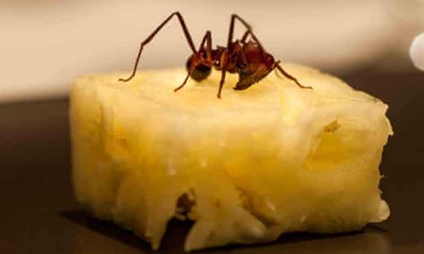 An Amazonian ant served on a pineapple cube.