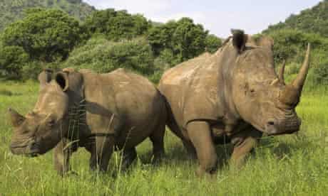 White rhinoceros with calf
