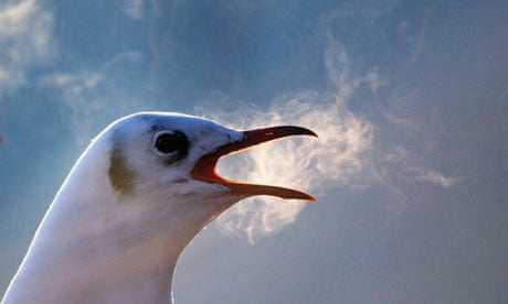 A gull's breath on a cold day