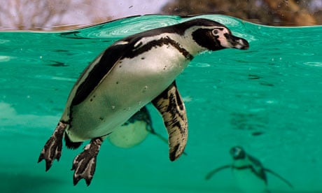 A Humboldt penguin at London Zoo