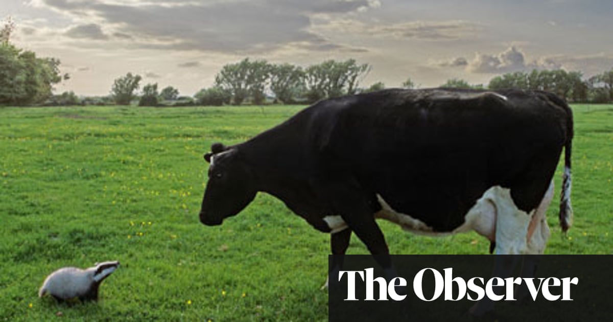 The truth about bovines, badgers and the spread of TB | Bovine tuberculosis  | The Guardian