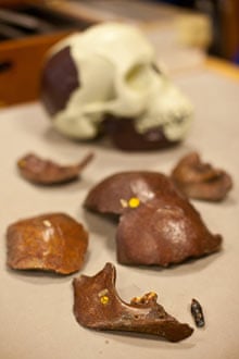 Piltdown man fragments