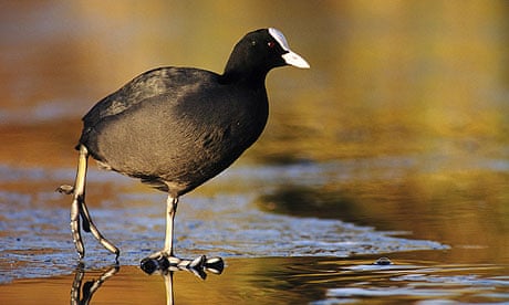 460px x 276px - Diving coots, squabbling grebes and mute swans line astern | Birds | The  Guardian