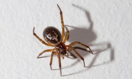 Why Even Non-Venomous Spider Infestations Can Be Dangerous