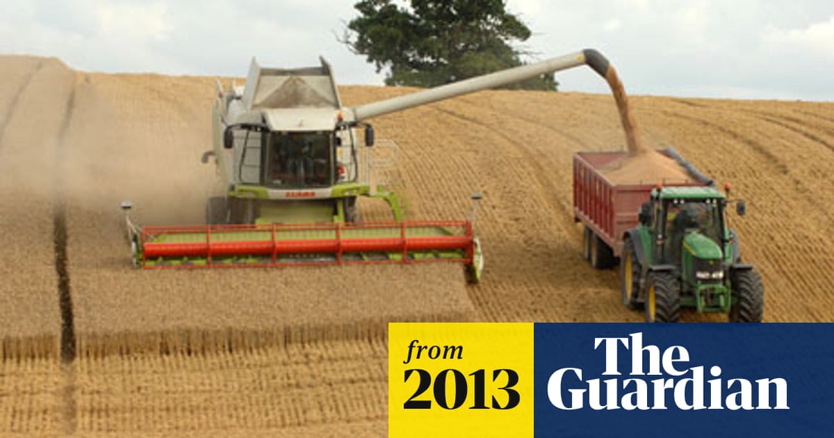 Farmers Fail To Feed Uk After Extreme Weather Hits Wheat Crop Farming The Guardian