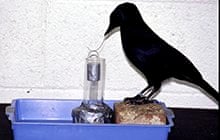 Remarkable animals: Betty the crow