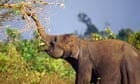 Elephant, Riau province, Sumatra, Indonesia