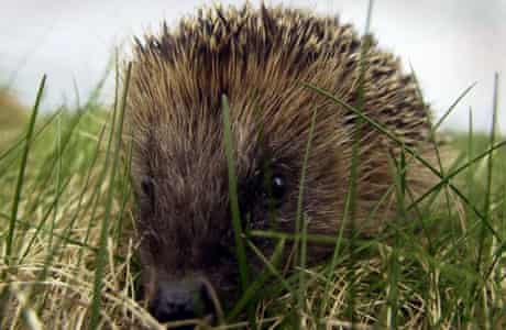  A captured hedgehog is being cared for in North Uist