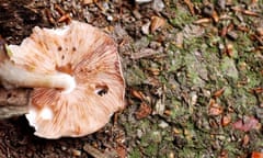 mushrooms in woods