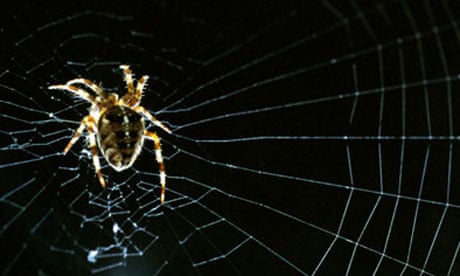 Garden spider in web.