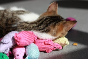 Battersea cats: Battersea cats enjoy their handknitted mice