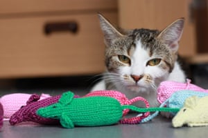 Battersea cats: Battersea cats enjoy their handknitted mice