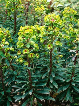 Gravel garden plants: Euphorbia x martinii