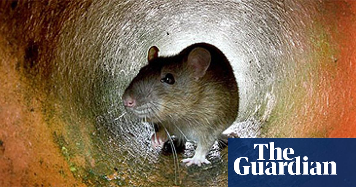 Rats Life And Style The Guardian