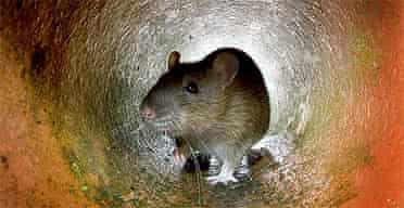 Rat / vermin / rodent / pest