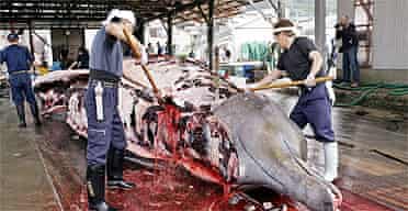  Fishermen slaughter a 10m-long bottlenose whale / whaling
