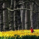 Daffodils in full bloom in St James's Park
