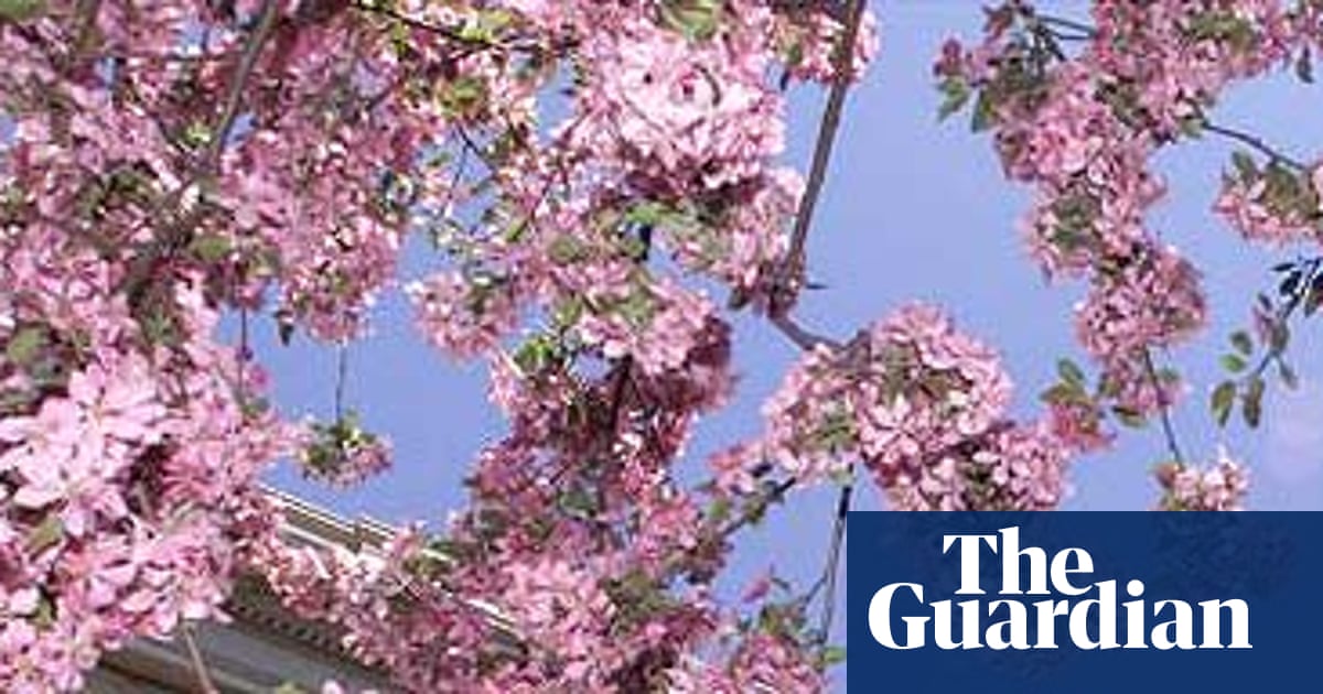 A Tree For All Seasons Life And Style The Guardian A Tree For All Seasons Life And Style The Guardian