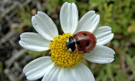 A ladybird on a flower in an eco-garden