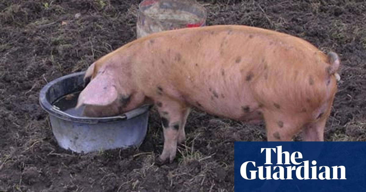 How Easy Is It To Keep Pigs In Your Garden Or Allotment Life