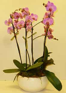 How To Make An Orchid Centrepiece Life And Style The Guardian
