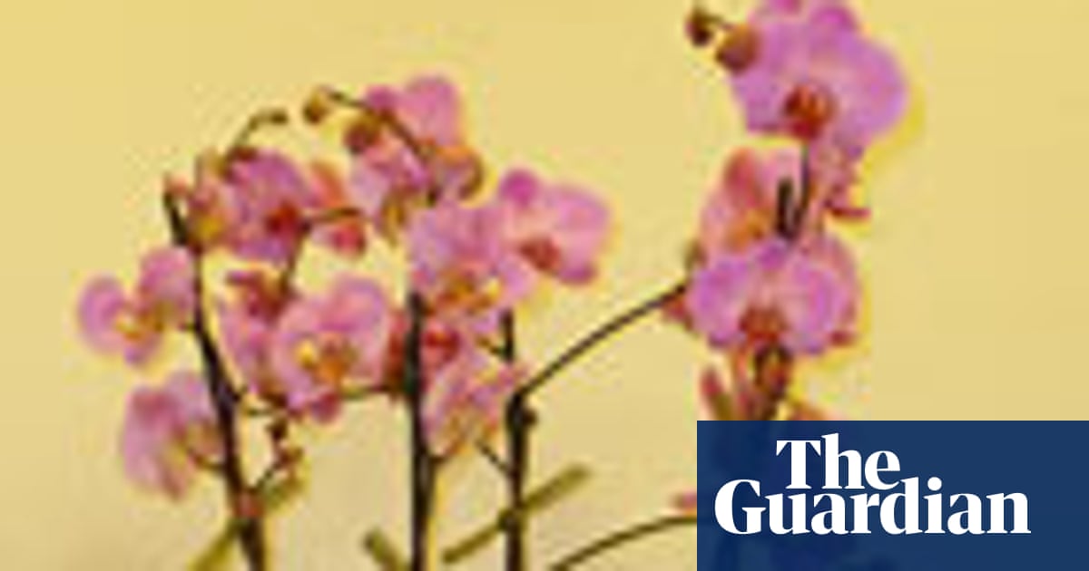 How To Make An Orchid Centrepiece Life And Style The Guardian