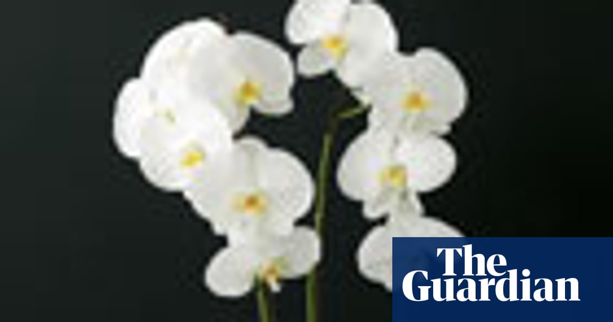 Orchid Care For Beginners Life And Style The Guardian
