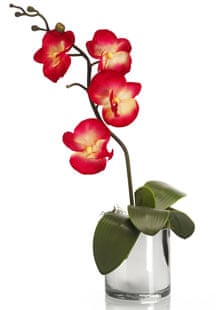 Artificial orchid from M&S