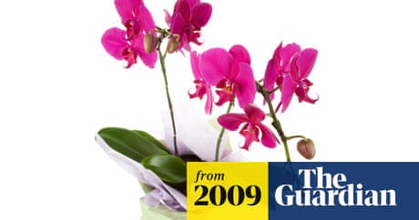Orchid Named Uk S Most Popular Houseplant Homes The Guardian