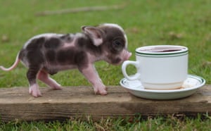 Miniature animals: Miniature pig