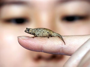 Miniature animals: Pygmy leaf chameleon