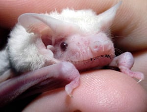 Miniature animals: Albino micro bat