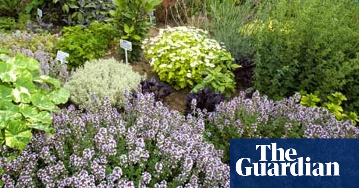 A Taste Sensation Growing Your Own Herbs In A Limited Space