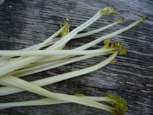 Blanched Sea Kale